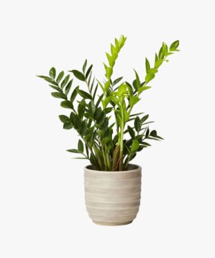 Noreva Hoya Cloud Farm ZZ Plant